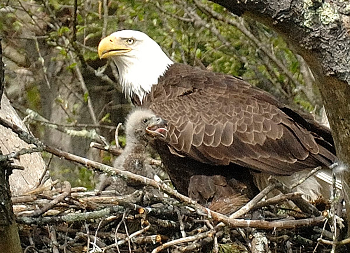 This is an image of a young eagle, about three weeks old, taken on the first day of May a few years ago. At the moment, it is covered by secondary down, but very soon, dark brown pin feathers will start to appear and then will replace the down. The young are now large enough to be seen over the nest wall when standing. This nest is close to six feet in diameter; however, when the latter part of June arrives, this once-spacious nest will become pretty cramped with two nearly full-grown young (the average clutch size) occupying it.